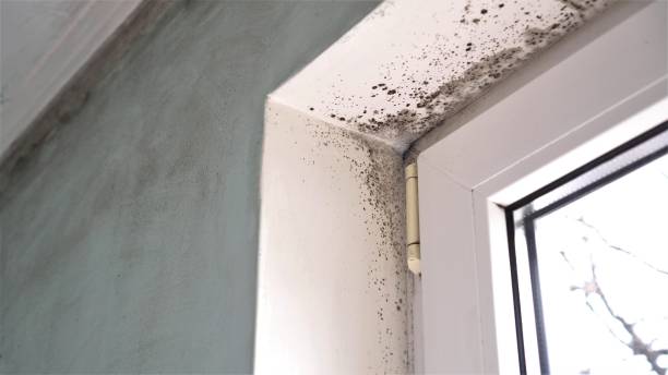 Best Industrial Mold Remediation  in Bayard, NM