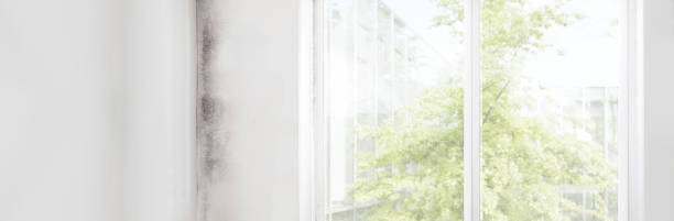 Best Environmental Consulting for Mold Prevention  in Bayard, NM