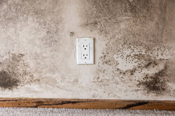 Best Crawl Space Mold Remediation  in Bayard, NM