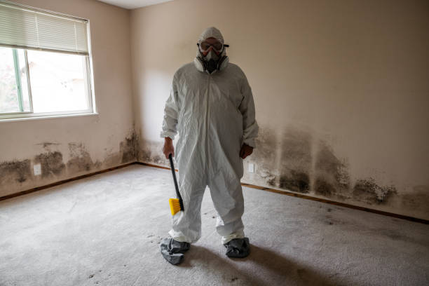 Best Post-Construction Mold Inspection  in Bayard, NM
